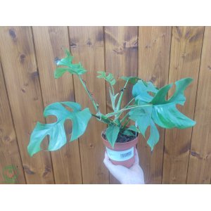  Monstera Minima (Rhaphidophora tetrasperma) - výška 20-35 cm, kont. C1,5L